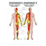 Posters - cutaneous innervation - , L x W 70x50 cm