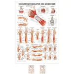Posters - hand muscles - L x W 70x50 cm