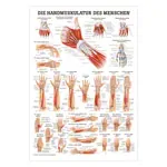 Posters - hand muscles - L x W 70x50 cm