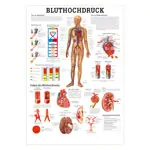 Posters - high blood pressure - , LxW 70x50 cm