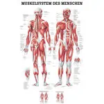 Posters - muscular system - L x W 70x50 cm