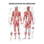 Posters - muscular system - L x W 70x50 cm