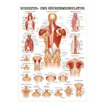 Posters - shoulder or back muscles, - L x W 70x50 cm