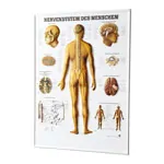 Relief panel human nervous system, LxW 74x54 cm