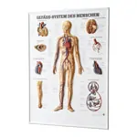 Relief panel human vascular system, LxW 74x54 cm