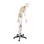 Skeletal incl. tripod, 180 cm, flexible