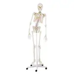 Image shows Skeletal incl. tripod, 180 cm, flexible