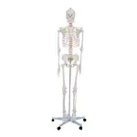 Skeleton Hugo incl. Tripod, 178 cm
