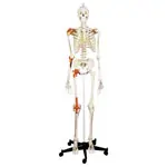 Skeleton Super with ligaments incl. stand, 180 cm