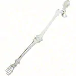 Skeleton of the leg with foot and half pelvis, movable
