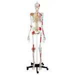 Skeleton super with muscles and ligaments incl. tripod