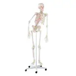 Skeleton with muscle representation incl. stand, flexible