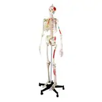 Skeleton with muscles incl. stand, 180 cm