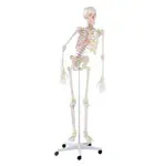 Skeleton with muscles incl. stand, flexible