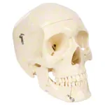 Skull, 4-piece.