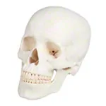 Image shows Skull, 4-piece.