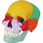 Snap skull, 18-piece, colourful