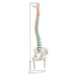 Image shows Spinal column incl. stand, 80 cm