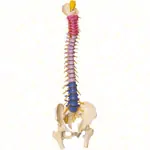 Spinal column incl. stand, 80 cm, coloured