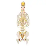 Spinal column with chest, incl. stand, 80 cm