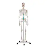 Image shows Standard skeleton incl. stand, 178 cm