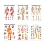 Teaching board set: 6 teaching boards, LxW 100x70 cm
