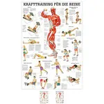 Teaching panel Krafttraining Beine, LxB 100x70 cm