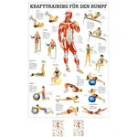 Teaching panel Krafttraining Rumpf, LxB 100x70 cm