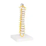 Thoracic spine with nerve cord, flexible
