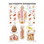 Wall chart - Autonomic Nervous System - , LxW 100x70 cm