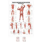 Wall chart - Deep muscle layers-back - LxW 100x70 cm