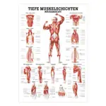 Wall chart - Deep muscle layers-back - LxW 100x70 cm
