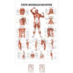 Wall chart - Deep muscle layers-breast - , LxW 100x70 cm