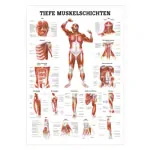 Wall chart - Deep muscle layers-breast - , LxW 100x70 cm