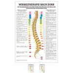 Wall chart - Dorntherapie - , LxW 100x70 cm
