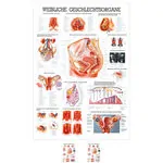 Wall chart - Female Reproductive System - , LxW 100x70 cm