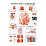 Wall chart - Female Reproductive System - , LxW 100x70 cm