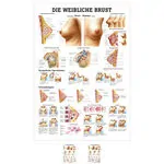 Wall chart - Female breast - LxW 100x70 cm