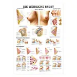 Wall chart - Female breast - LxW 100x70 cm