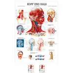 Wall chart - Head & Neck, - LxW 100x70 cm