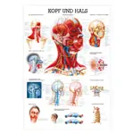 Wall chart - Head & Neck, - LxW 100x70 cm