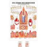 Wall chart - Healthy teeth - , LxW 100x70 cm