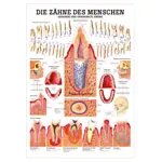 Wall chart - Healthy teeth - , LxW 100x70 cm