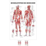 Wall chart - Human muscular system, - LxW 100x70 cm,