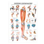 Wall chart - Lower limb - , LxW 100x70 cm