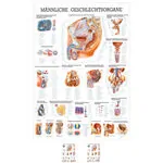 Wall chart - Male Reproductive System - , LxW 100x70 cm