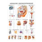Wall chart - Male Reproductive System - , LxW 100x70 cm