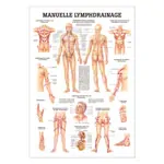 Wall chart - Manual Lymph Drainage - , LxW 100x70 cm