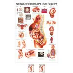 Wall chart - Pregnancy and birth - , LxW 100x70 cm