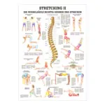 Wall chart - Stretching II - , LxW 100x70 cm